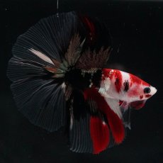 画像8: HM　鯉　クリアフィン (8)