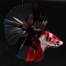 画像4: HM　鯉　クリアフィン (4)