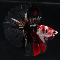 画像6: HM　鯉　クリアフィン (6)