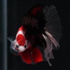 画像3: HM　鯉　クリアフィン (3)