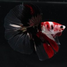 画像1: HM　鯉　クリアフィン (1)