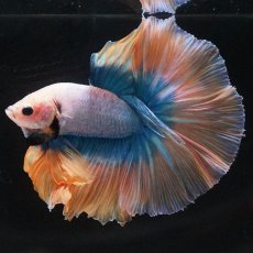 画像3: HM　イエローブルー (3)