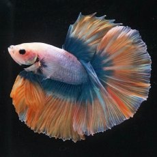 画像1: HM　イエローブルー (1)