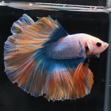 画像6: HM　イエローブルー (6)