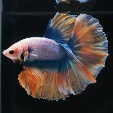 画像5: HM　イエローブルー (5)