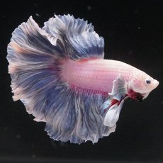 画像11: HM　ファンシー　ローズテール (11)