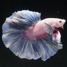 画像10: HM　ファンシー　ローズテール (10)