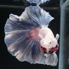 画像9: HM　ファンシー　ローズテール (9)