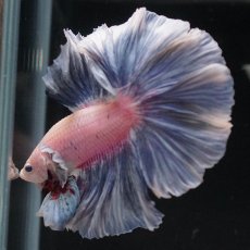 画像8: HM　ファンシー　ローズテール (8)