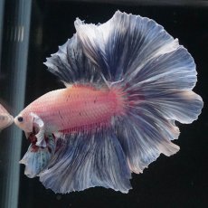 画像2: HM　ファンシー　ローズテール (2)