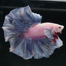 画像7: HM　ファンシー　ローズテール (7)