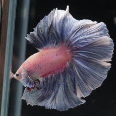 画像6: HM　ファンシー　ローズテール (6)