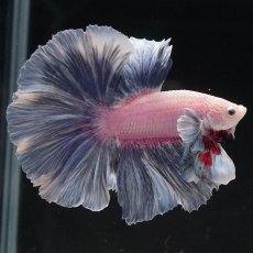 画像1: HM　ファンシー　ローズテール (1)