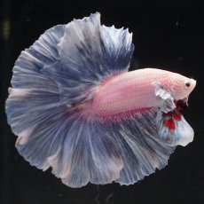 画像5: HM　ファンシー　ローズテール (5)