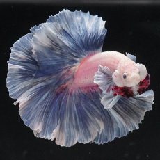 画像3: HM　ファンシー　ローズテール (3)