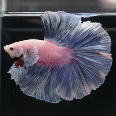 画像4: HM　ファンシー　ローズテール (4)