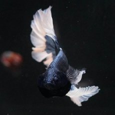 画像9: HM　ブルーバタフライ　ローズテール (9)