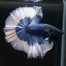 画像8: HM　ブルーバタフライ　ローズテール (8)