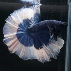 画像2: HM　ブルーバタフライ　ローズテール (2)