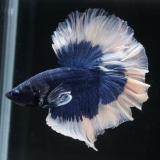 画像7: HM　ブルーバタフライ　ローズテール (7)