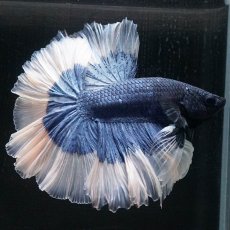 画像6: HM　ブルーバタフライ　ローズテール (6)