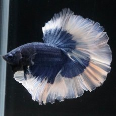 画像1: HM　ブルーバタフライ　ローズテール (1)