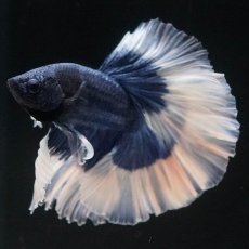 画像5: HM　ブルーバタフライ　ローズテール (5)