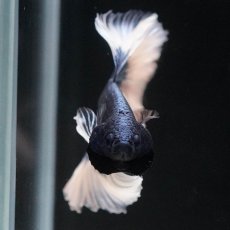 画像3: HM　ブルーバタフライ　ローズテール (3)