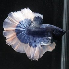 画像4: HM　ブルーバタフライ　ローズテール (4)