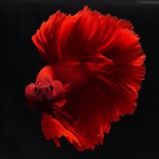 画像4: OHM　ソリッドレッド (4)