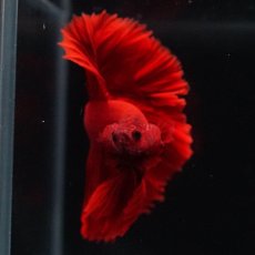 画像6: OHM　ソリッドレッド (6)