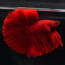 画像13: OHM　ソリッドレッド (13)