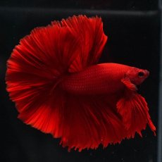 画像11: OHM　ソリッドレッド (11)