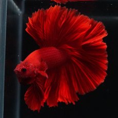 画像14: OHM　ソリッドレッド (14)