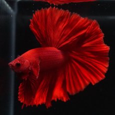 画像12: OHM　ソリッドレッド (12)