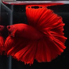 画像10: OHM　ソリッドレッド (10)