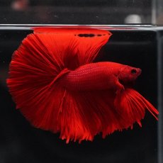 画像9: OHM　ソリッドレッド (9)