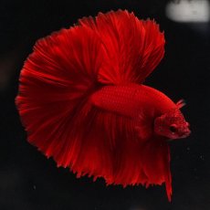 画像8: OHM　ソリッドレッド (8)