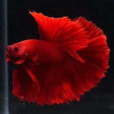 画像7: OHM　ソリッドレッド (7)