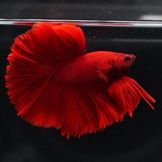 画像5: OHM　ソリッドレッド (5)