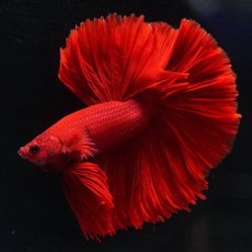 画像1: OHM　ソリッドレッド (1)