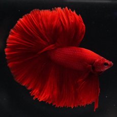 画像2: OHM　ソリッドレッド (2)