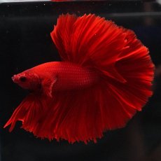 画像3: OHM　ソリッドレッド (3)