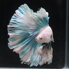 画像3: HM　ファンシー　ローズテール (3)