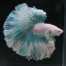 画像2: HM　ファンシー　ローズテール (2)