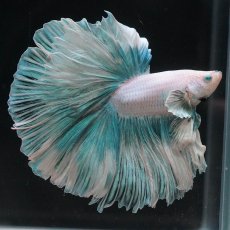 画像5: HM　ファンシー　ローズテール (5)