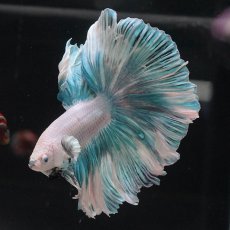 画像10: HM　ファンシー　ローズテール (10)