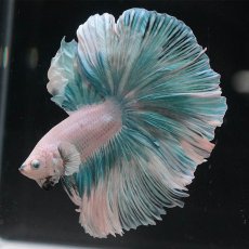 画像4: HM　ファンシー　ローズテール (4)