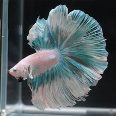 画像9: HM　ファンシー　ローズテール (9)