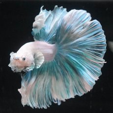 画像8: HM　ファンシー　ローズテール (8)